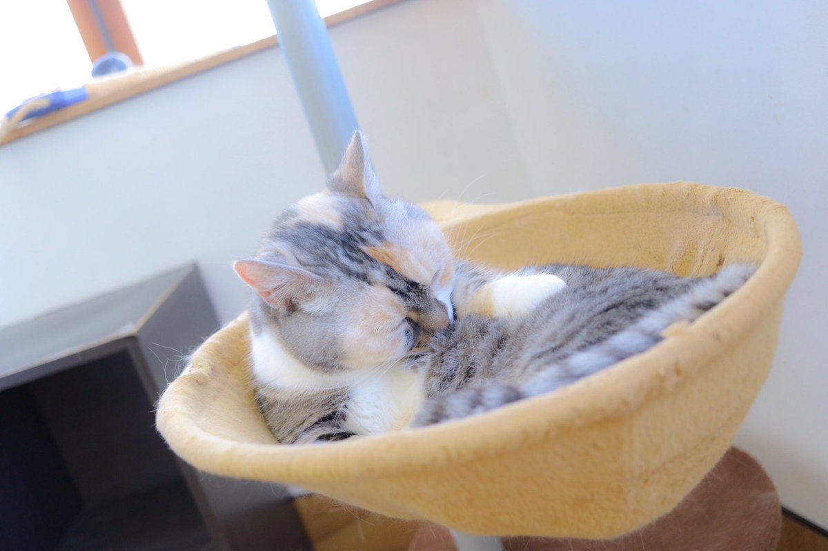 ___pokieve's tweet photo. 久々に猫ちゃんたちにあった🐱❤️
相変わらずゆっくりね！ https://t.co/LcqJzIhWKZ
