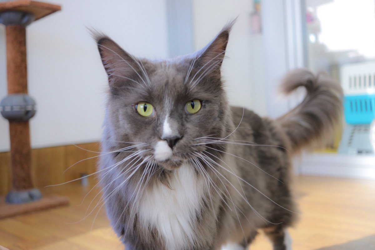 ___pokieve's tweet photo. 久々に猫ちゃんたちにあった🐱❤️
相変わらずゆっくりね！ https://t.co/LcqJzIhWKZ