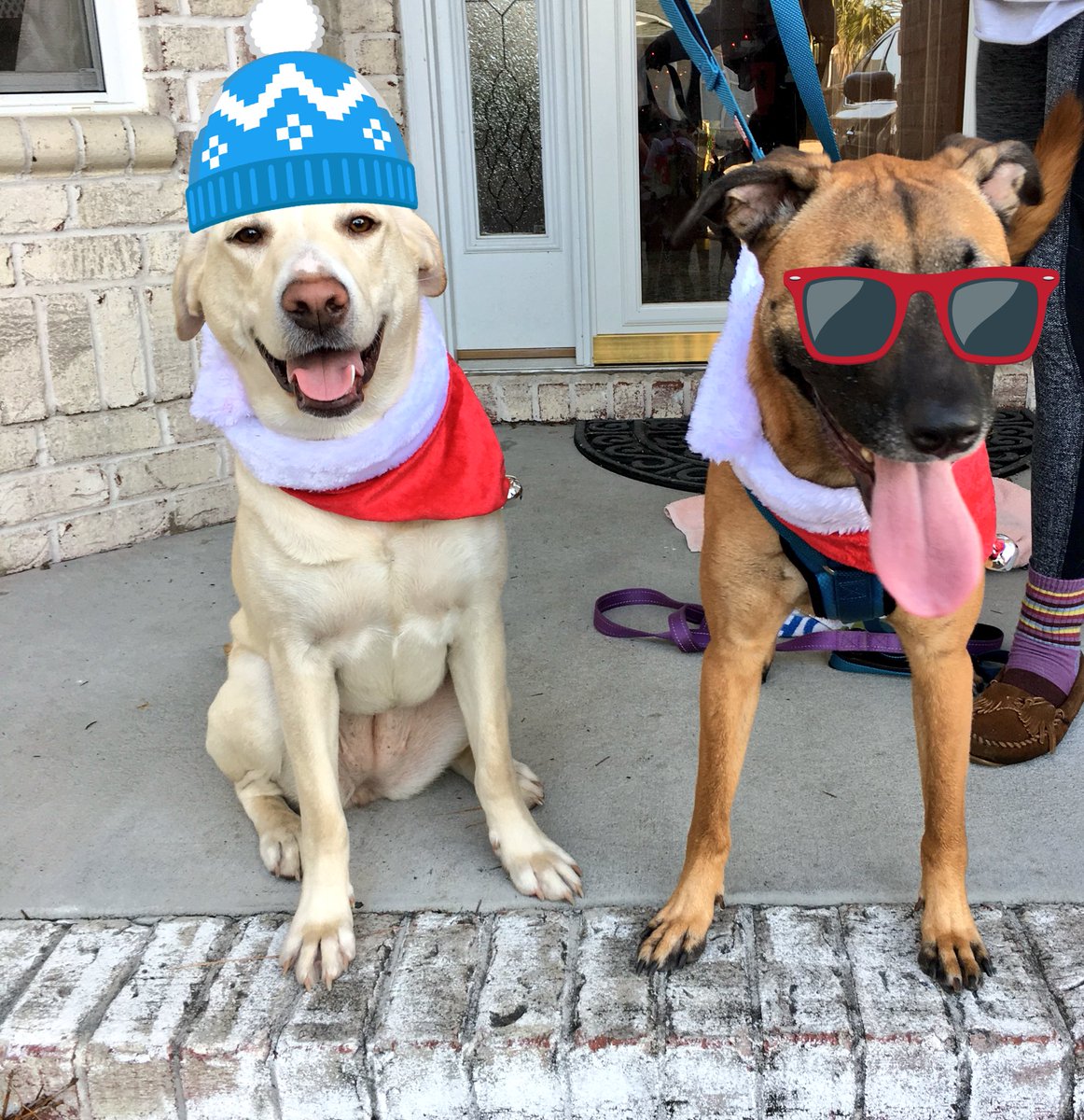 DBbeer_Nopps's tweet photo. Merry Christmas ya filthy animals!! #beerdogs https://t.co/B882VC5KDO