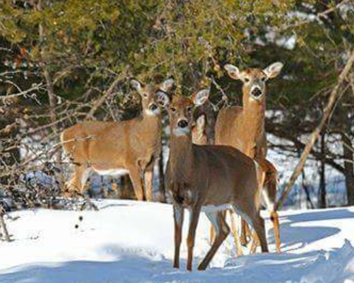 Hope everyone had a happy, joyful and fun Christmas! <a href="/KillbearPP/">KillbearPP</a>