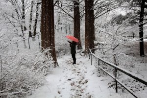 꿈을 밀고 나가는 힘은  
이성이 아니라 희망이며  
두뇌가 아니라 심장이지요.
