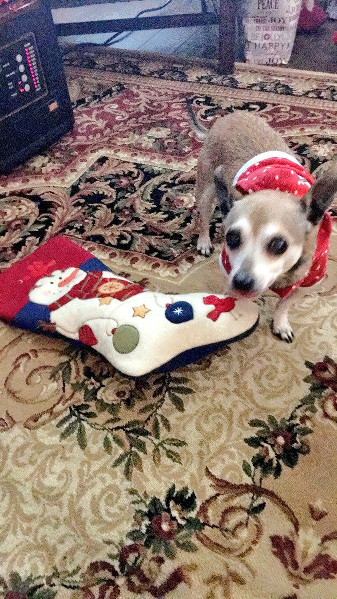 kchood's tweet photo. When @shelbylhood goes to the ER on Christmas Eve, u only get pics of the pups ππ
π½π #redosoon @KeelaHood https://t.co/nZIaYL3mQ9