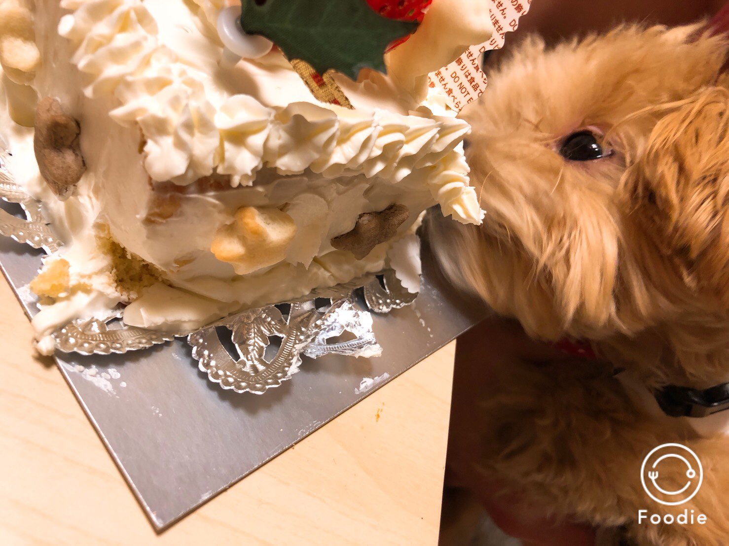まっちょ日記 ケーキにがっつくwww 犬用のケーキ まっちょ日記 ケーキにがっつくwww 犬用のケーキ