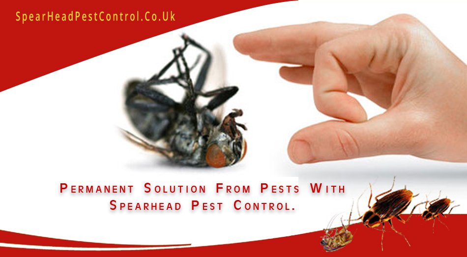 SpearheadPest's tweet image. Exploring for ultimate  #Pest_Control_Solutions for your domiciles, Spearhead Pest Control is the one who can help you with your problem and we&apos;ll eradicate the pest like #fleas, #cockroaches, #rats etc. with our professional services.  goo.gl/hcgkpx