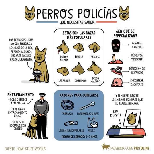 guardiacivil's tweet photo. 🐶  #SabíasQue en algunos lugares los perros policías hacen un juramento y si mueren reciben los mismos honores que su guía.
+ Curiosidades 👇 https://t.co/PiF6RDuuNy