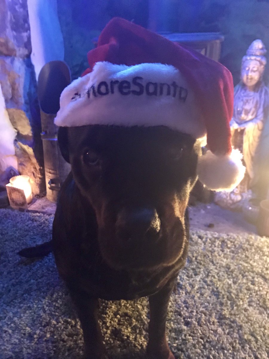 Shire987's tweet photo. Merry Christmas folks #bemoresanta #Rottweiler #love ❤️❤️ https://t.co/o4Sh3LIg27