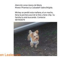 ❕ Se busca a MYKEY
❔ #Perdido #Encontrado
#sebusca #extraviado #LealesOrg
🔗 Contacto y +info: leales.org/perdidos-o-enc…
ℹ️  Se perdió el 24 de Diciembre, en la zona de María Rivera, es un Yorkshie , de color champagne, muy cariñoso , lleva puesto un Polito de color azul p…
