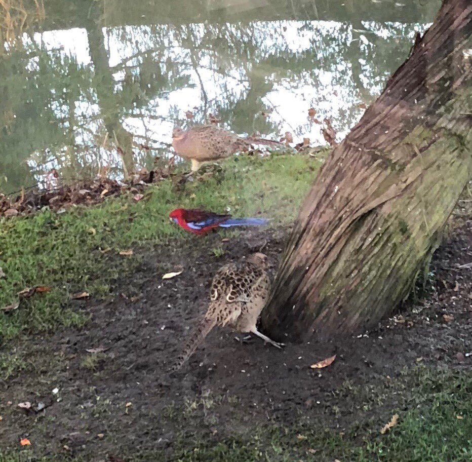 apm462's tweet photo. A Crimson Rosella came to play with our pheasants . How did it arrive in North Yorkshire ? @Natures_Voice @RSPBArne @britishbirds @birds https://t.co/32hi7WhLHi