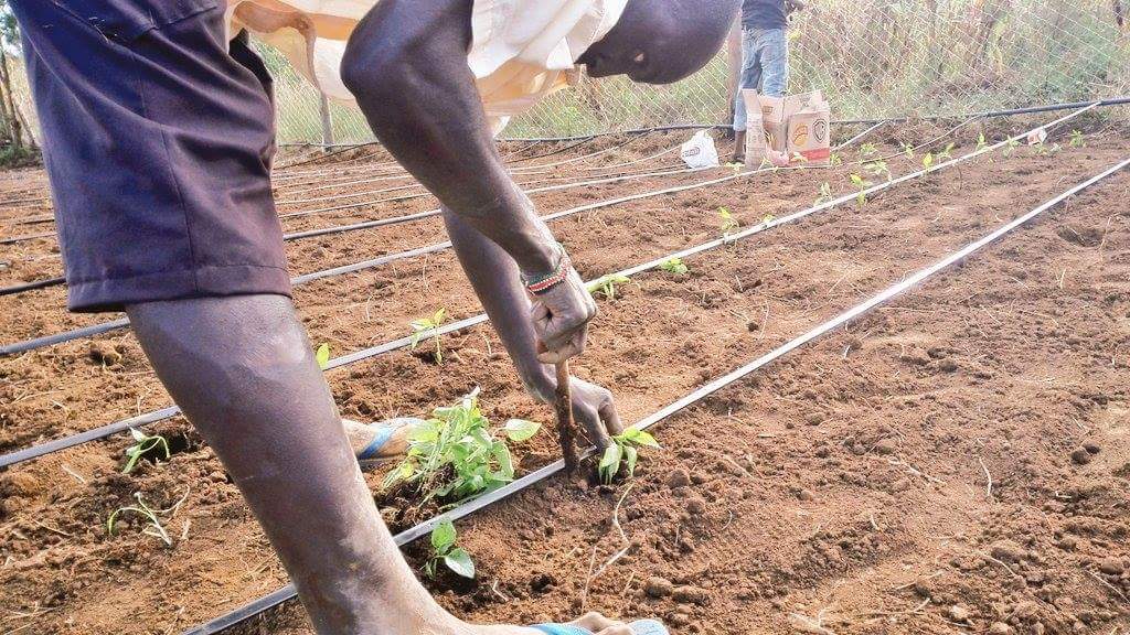 Drip.irrigation system ksh 130000 per acre 

we all know how january weather is and therefore  water preservation is highly recommended