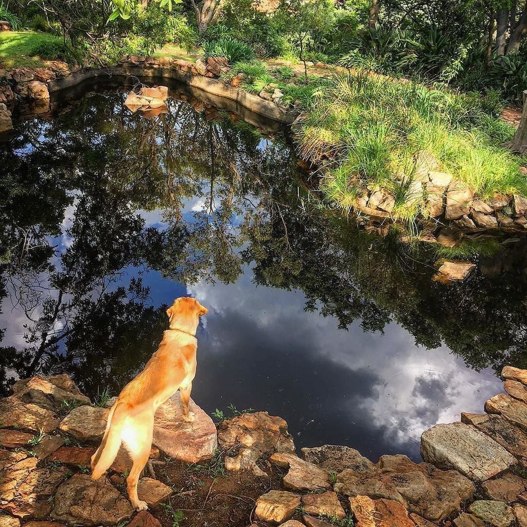 JohannesburgIYP's tweet photo. Joburg’s most famous canine Pablo caught in a moment of reflection at The Wilds, where @delaneyartist has been restoring the park to a splendid state #Repost @delaneyartist
・・・
Sunset chill time in The Wilds. #discoverjoburg #johannesburginyourpocket #johannesburg #parksand… https://t.co/sq9oBqh6Qh
