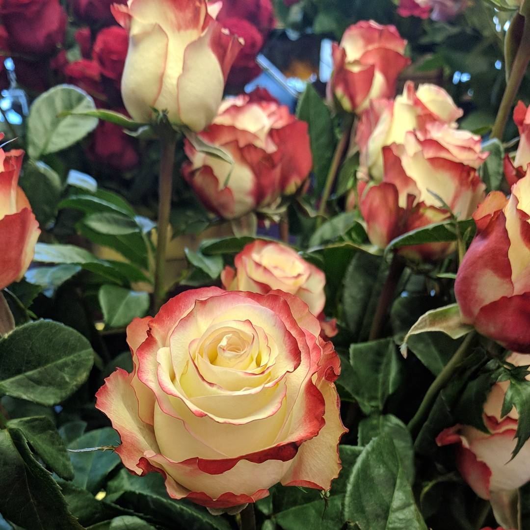 OnlyRoses on Twitter: "#DYK we carry the most beautiful and most unique