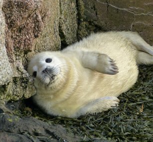 Scottish Seabird Centre tweet media
