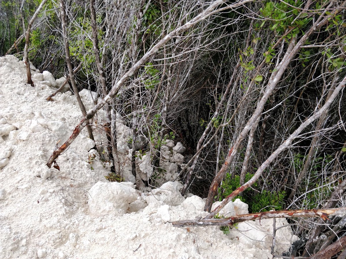 AAhumadh's tweet photo. Conserving/replanting mangroves enhances fisheries & forestry production
#savekulhudhuffushikulhi #UnityDay2017 #switch2sendai #SaveMaldives https://t.co/cM72gCj5aP