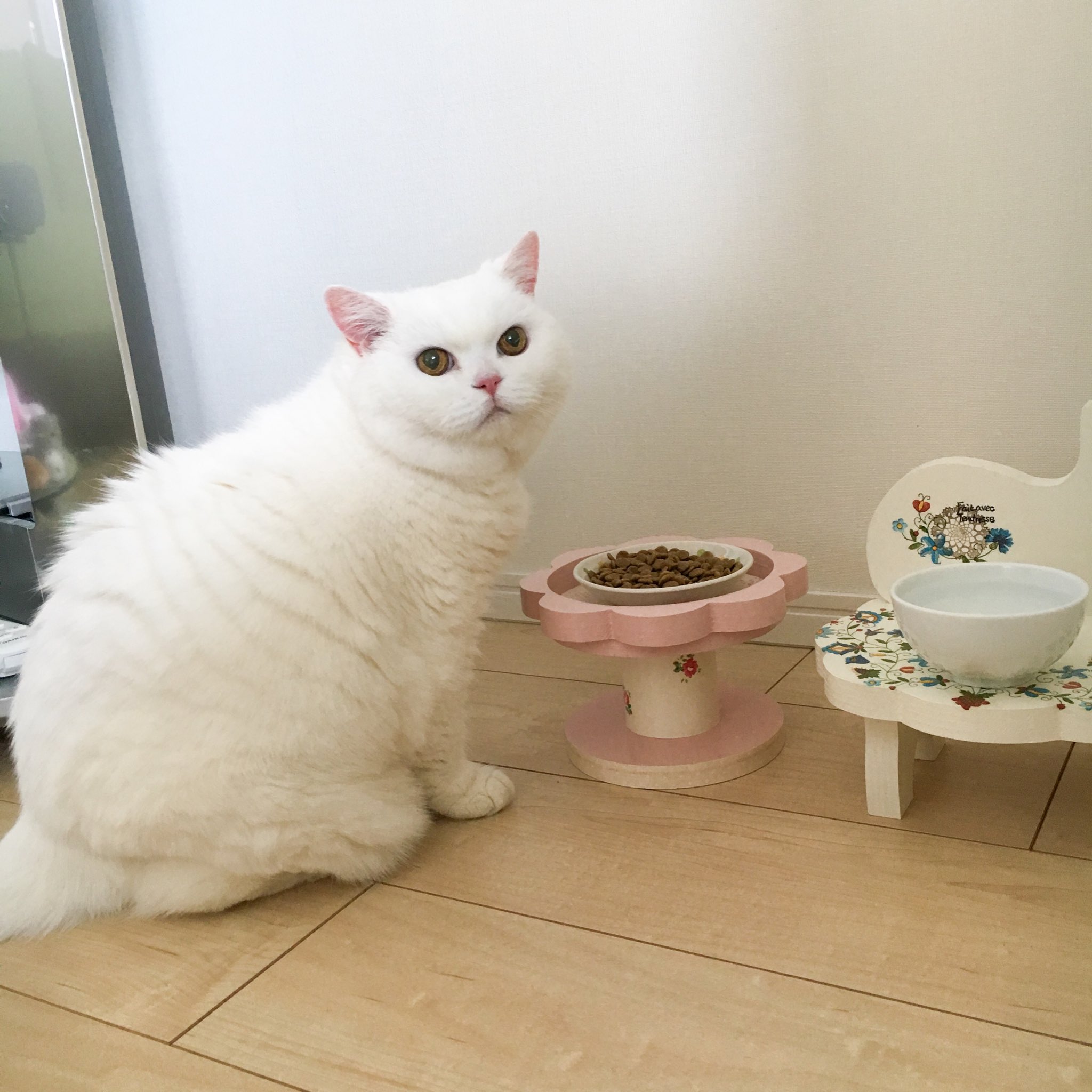 うらちゃん ごはん食べたら えらいね お水飲んだら いい子だね ネンネしたら かわいいね 起きたら 大好きよ って言われます 人間がみんな猫になりたがる訳ですね うらちゃん ごはん食べたら えらいね お水飲んだら いい子だね ネンネしたら かわいいね 起きたら 大好きよ って言われます 人間がみんな猫になりたがる訳ですね