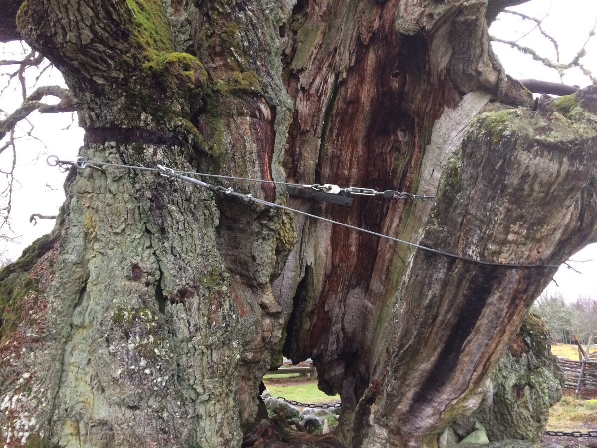 DianePrayle's tweet photo. This is a very old Oak in a Swedish forest being held together by a wire rope. #wood #nature https://t.co/A2eXTtSqkE