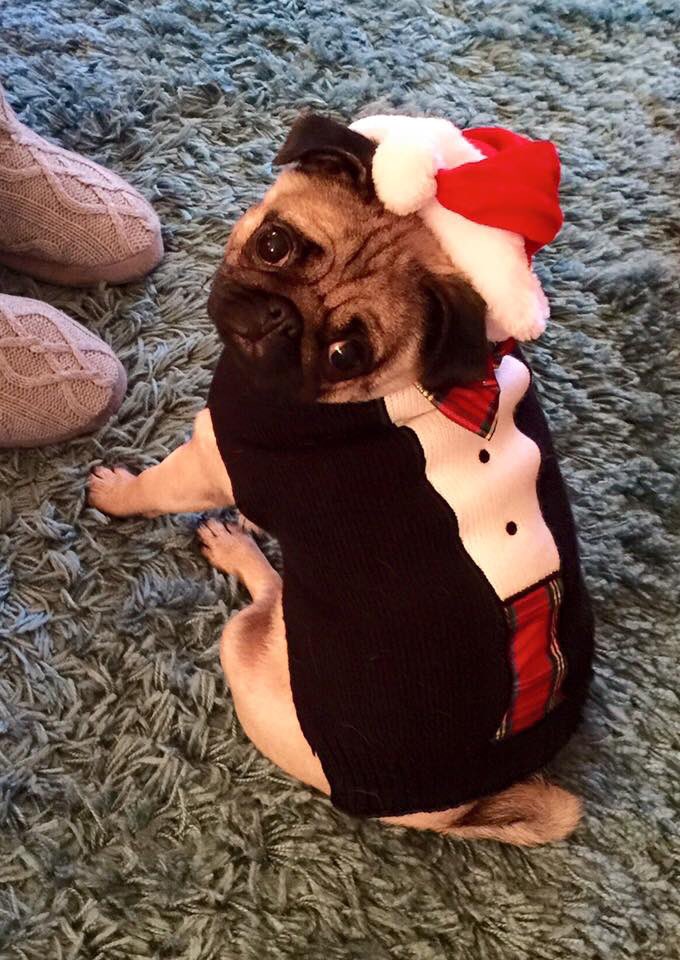 apugcalledpeggy's tweet photo. Who dat gorgeous #pugbaby ? #MommaL says I was cute as a button - I didn't know buttons were cute but I love my hat 🤶🏻🎅🏻☃️😜🙊#puglove #pugchat #puglife #pugChristmas #PugsofTwitter #pugstagram https://t.co/lS06vrdZ9g