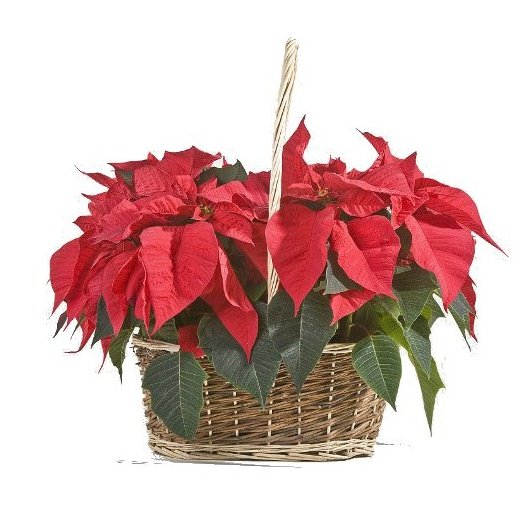 Dale a tu hogar un tono especial...
Impresiona a todos con esta preciosa cesta de poinsettias.
floristerialaorquidea.es/benidorm/28-em…
