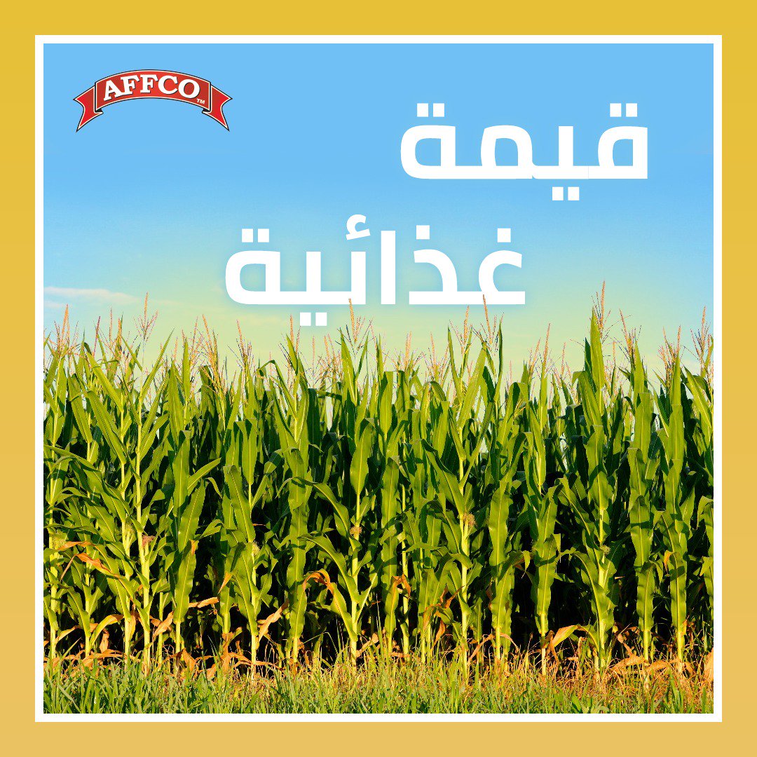 affcogroup's tweet photo. تحتوي ذرة افكو على كميات عالية من مضادات الأكسدة والمركبات الفعّالة التي تساعد في تعزيز المناعة ومكافحة الالتهابات المختلفة وبعض أنواع السرطانات.
#Affco #Corn #nutritional_value #افكو https://t.co/VK3VBstDRa