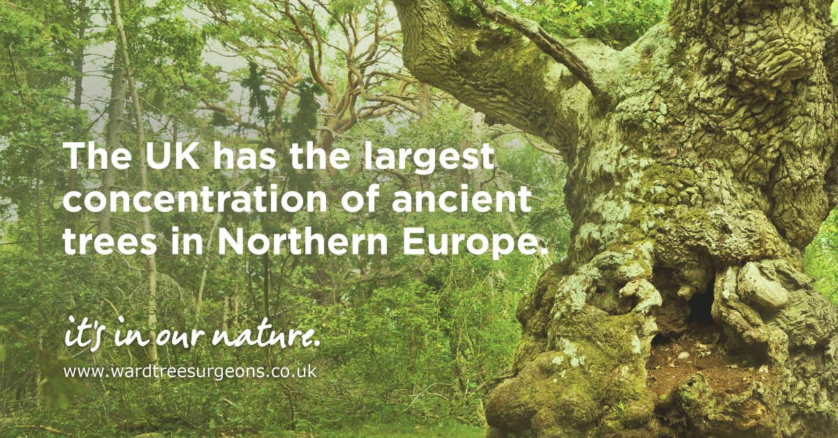 WardTreeSurgeon's tweet image. We hope everyone has had a very relaxing Christmas so far.

With many of you probably integrating a woodland walk into your boxing day today, it&apos;s the perfect time to reflect upon and appreciate the UK&apos;s historic woodland.

It&apos;s #InOurNature