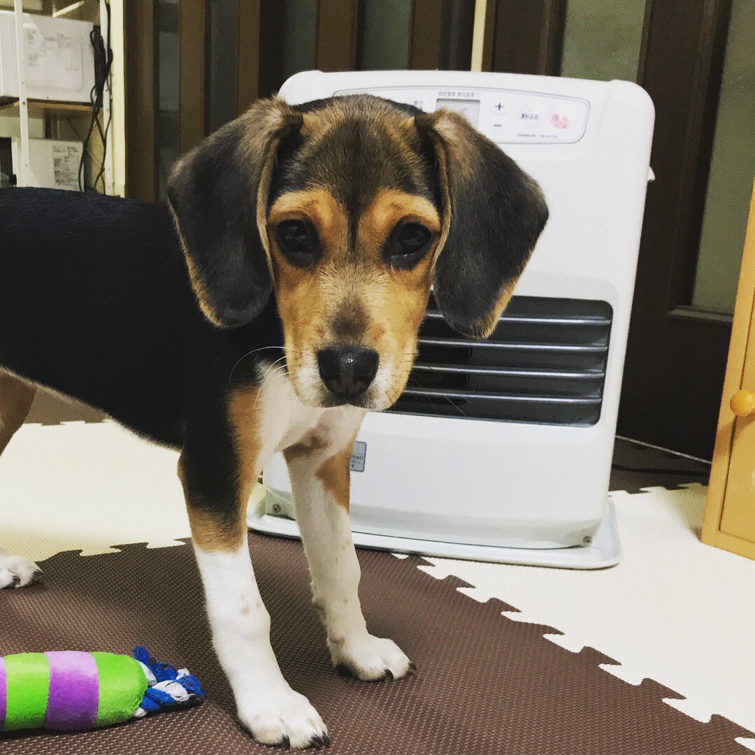 DaigorowErio's tweet photo. 最近帰って来て外出すと、ずっとストーブの前に居る´•ﻌ•`🐾
しかも遊び方がだらしない_( ´ ω `_)⌒)_
#犬 #子犬 #ビーグル #寒がり #ストーブ #だらしない https://t.co/J0ir683Ixk