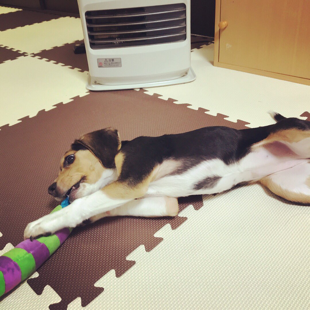 DaigorowErio's tweet photo. 最近帰って来て外出すと、ずっとストーブの前に居る´•ﻌ•`🐾
しかも遊び方がだらしない_( ´ ω `_)⌒)_
#犬 #子犬 #ビーグル #寒がり #ストーブ #だらしない https://t.co/J0ir683Ixk