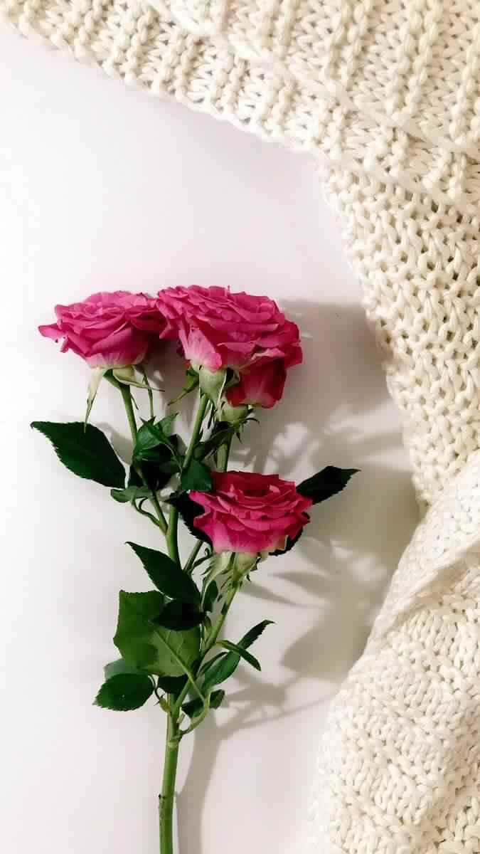 Laiilaa133's tweet photo. 🌺 ربي رجوتك أن تزرع في قلوب أحبتي الفرح دون إكتفاء 
 والسعادة دون شقاء
ورزقا حلالاً دون عناء
🍃 اللهم أجعلنا أسعد خلقك وأقرب عبادك إليك
☘ اللهم أغفر لنا ما مضى
 واصلح لنا ما بقى
 واكتب لنا رضاك وعفوك واجعلنا من أهل نعيمك وجنتك
     🌹 مساء الـورد https://t.co/Mbp2tgTh5M