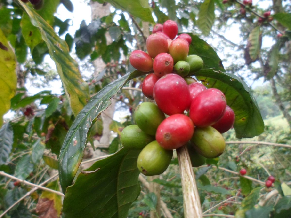 Los frutos de los cafetos ya están madurando en la Sierra Madre de Chiapas, Región Jaltenango.
Presencia menor de roya, se observa una buena cosecha.
#CafeCesmach