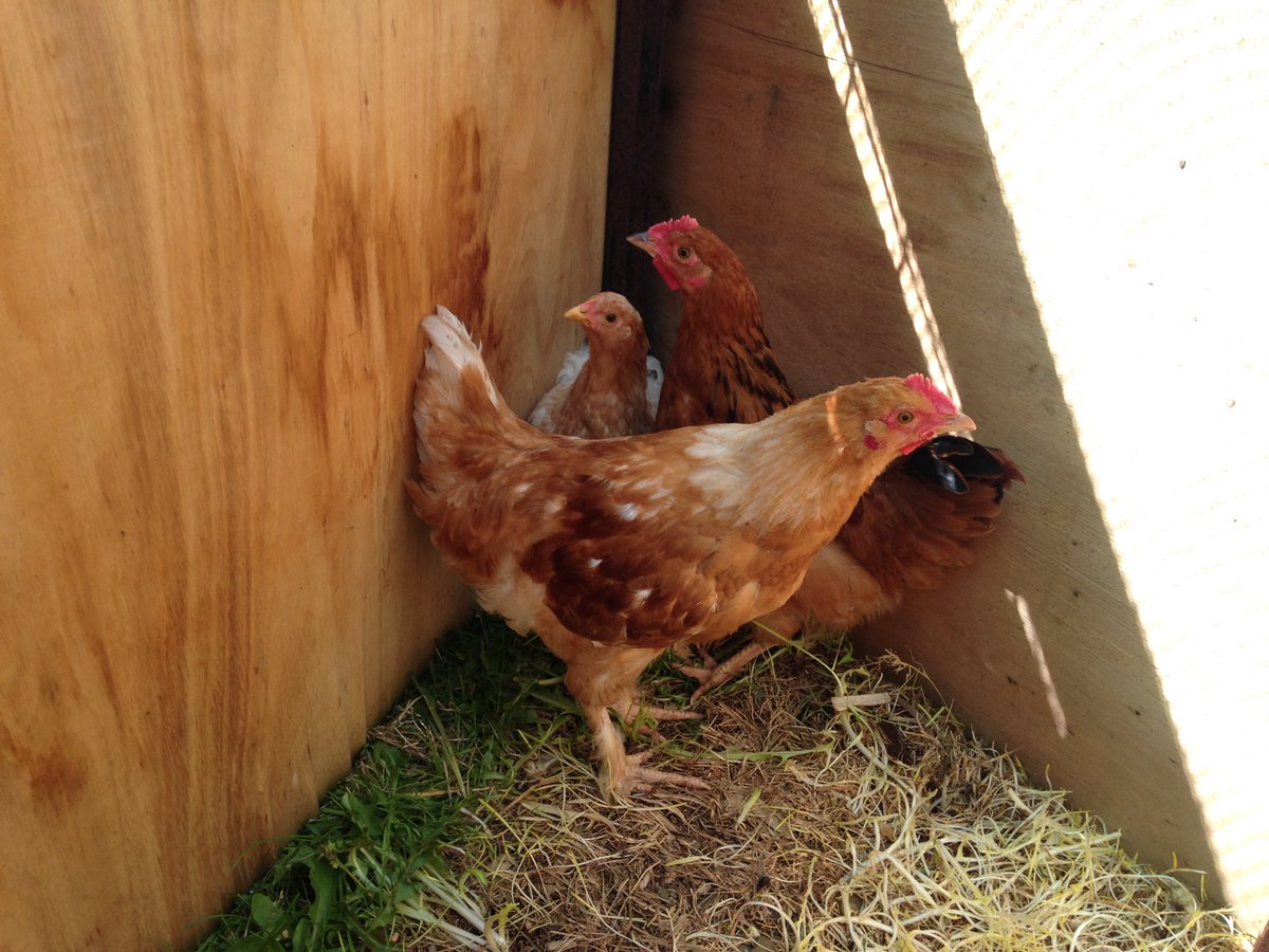 doyle_falklands's tweet photo. Some of our chicks are growing nicely! #chicks #hens #eggs #farming #falklandfarming #falklands https://t.co/0Hbtv75Mvf