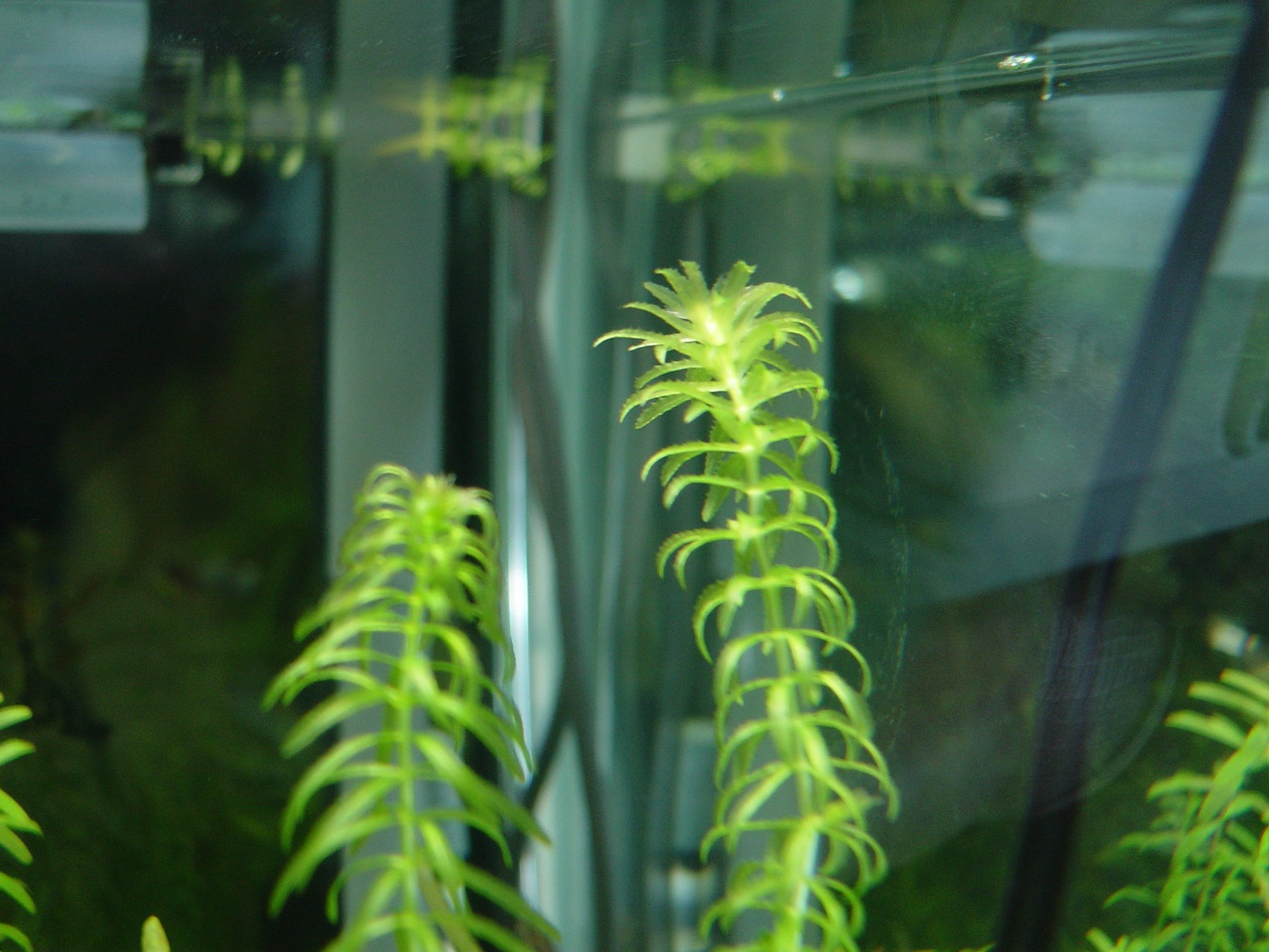 Marsh En Twitter フォロワーさんに発送予定の贈呈用グレートモス エゲリア ナヤス ビニタイで纏めて水槽に吊るしてあります この水草 は真っ直ぐ上に伸びず ご覧のように下に向かって伸びたりもするので水草レイアウト水槽では使いにくい