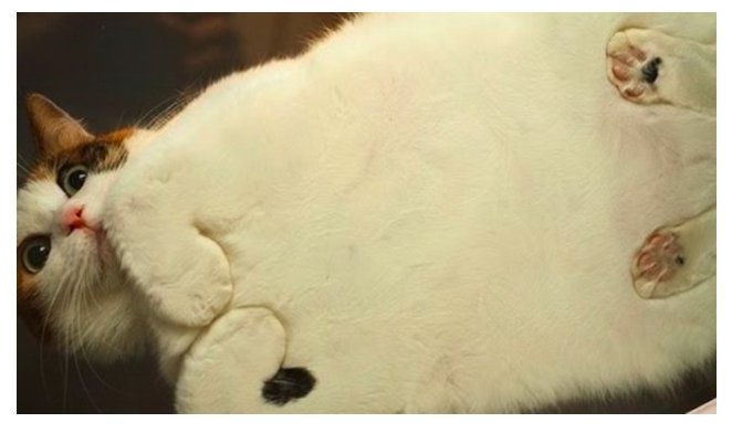 SarahLanagan's tweet photo. 13 pics of Smooshy Cats - this is bringing me so much joy right now! 😆https://t.co/vGW7XnH93M #cats #funny https://t.co/MHTr02gjKY