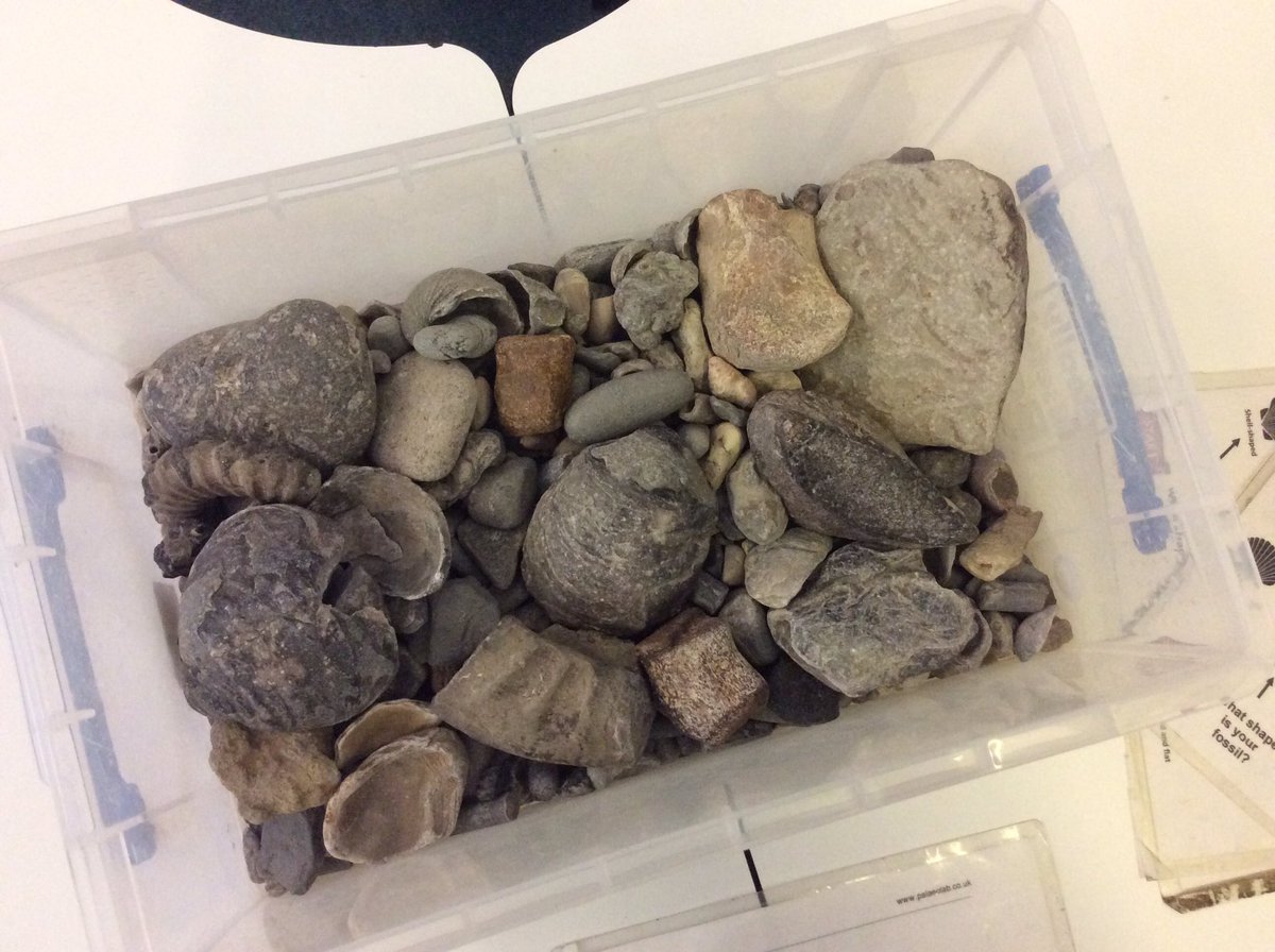 St_JamesYear3's tweet photo. An amazing fossil workshop about to start! Thanks Jules! #fossilman @palaeolab https://t.co/wBvbZHZH9v