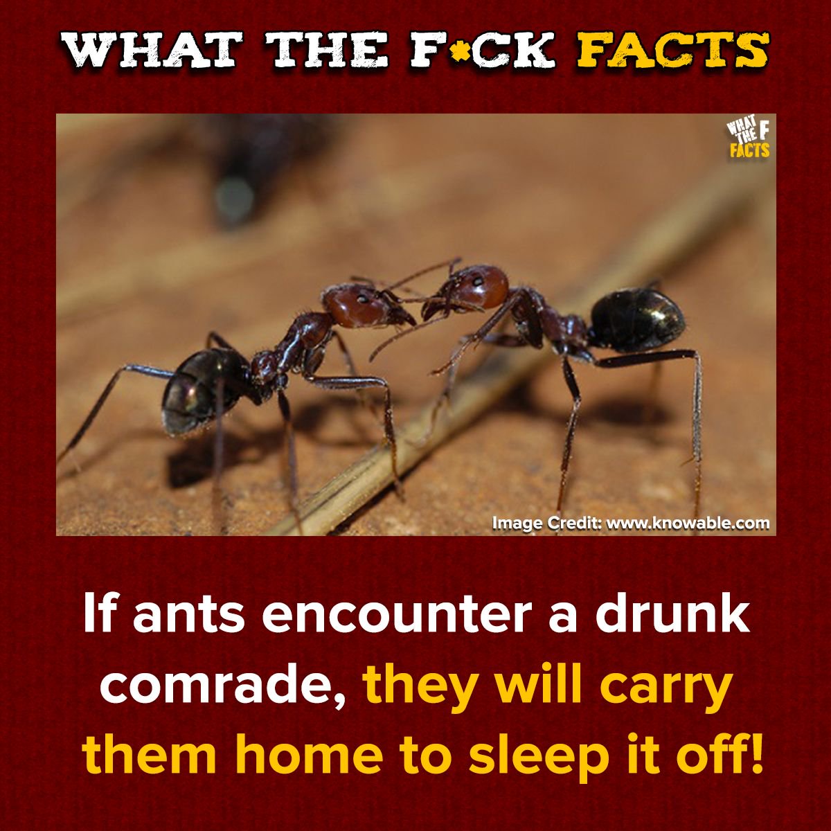 WhatTheFFacts's tweet photo. https://t.co/JmhvIa6j1x