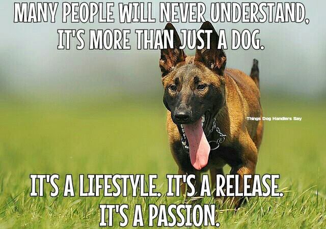 kat_mutton's tweet photo. @JaalaPulford you will never understand our passion for our dogs! https://t.co/srSAH0V6oP