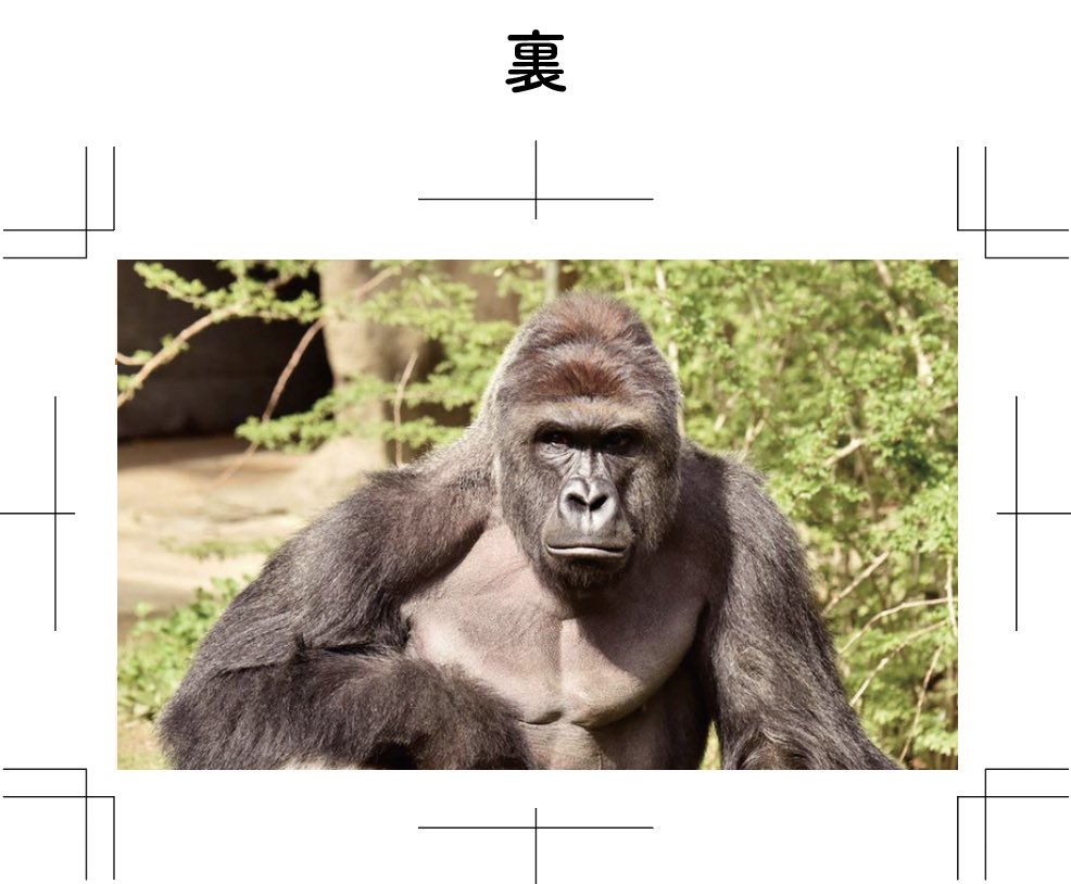 Yさんの名刺🦍🦍🦍 