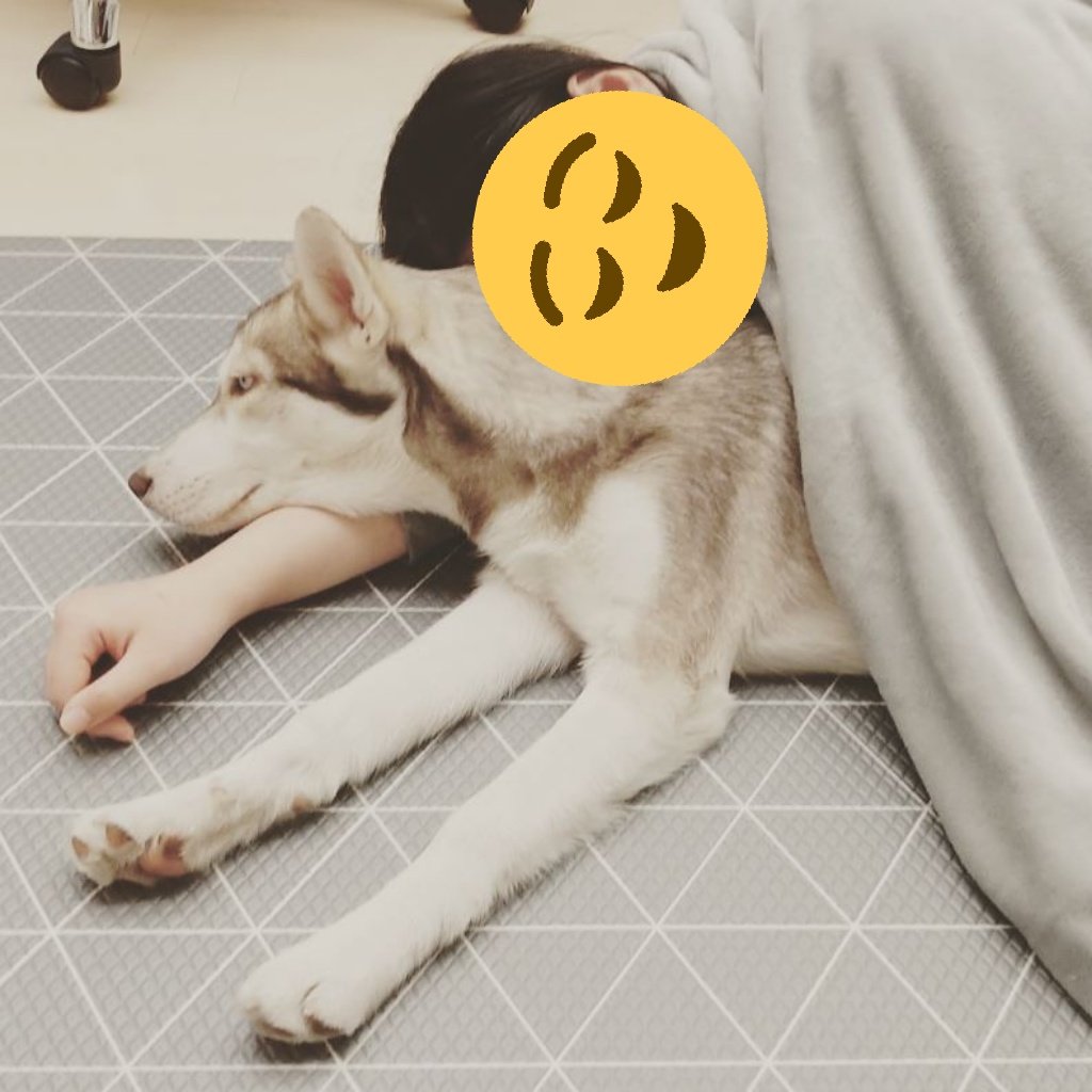 maya_170804's tweet photo. 추워서 마야 안앗다가 잠들어버렸는데 내가 일어날때까지 썪은 표정으로 같이있어줌 ㅋㅋㅋㅋㅋㅋㅋㅋㅋㅌㅌㅋㅋㅋㅋㅋㅋㅋㅋ 표정진짴ㅋㅋㅋ https://t.co/lSEcTNHN3u