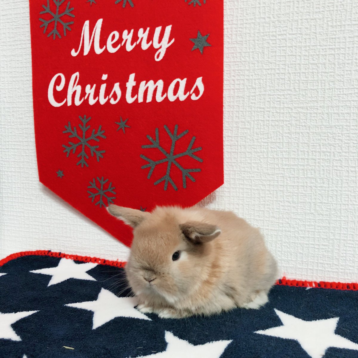 🐰中山吉成店🐰
11／25生まれ
ホーランドロップ
オレンジ♂
48600円
かわいい💘