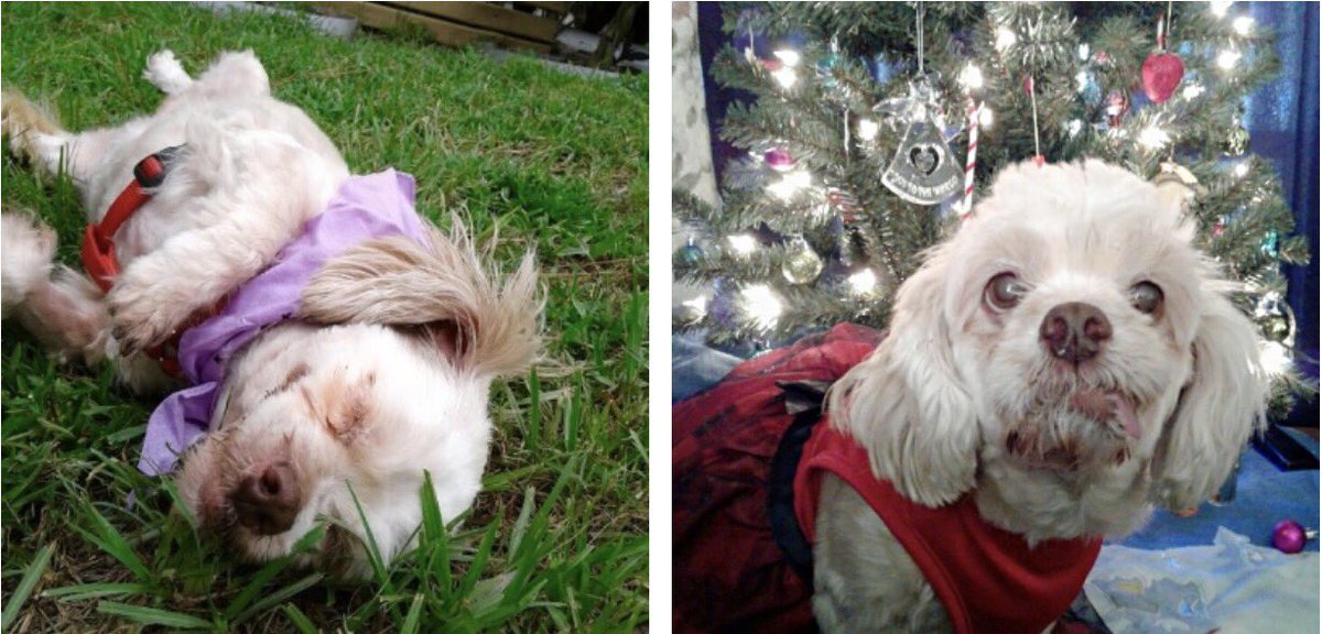 Lucy is an 8-year-old, 18-pound Shih Tzu and Maltese blend girl. This gorgeous gal is outgoing and friendly! pprfl.org #adoptdontshop