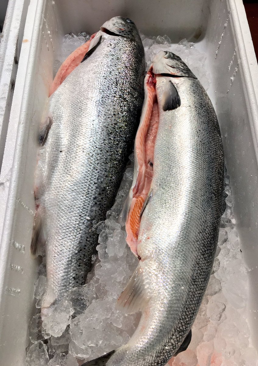 ⏰🎄 Un día menos para preparar el menú navideño... ¿marinamos salmón? Receta sencilla y muy sabrosa, otorga al salmón una textura mantequillosa que no defrauda. Encuentra ya el salmón más fresco en tu #comercio y #mercado habitual #vistoenmercamadrid