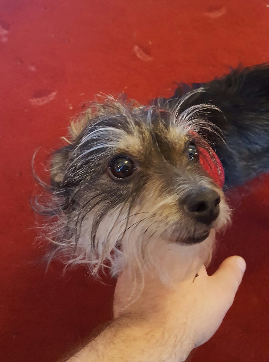 FrogCroakley's tweet image. This mod for wolves is completely broken but I'm enjoying playing regardless