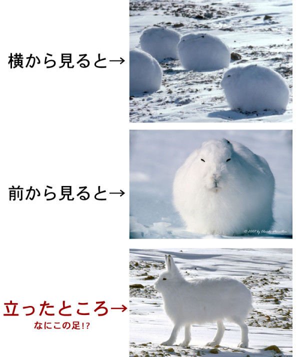 おにくうさぎ No Twitter ちなみに右のうさぎはホッキョクウサギといいます T Co L0xyhr5yvy Twitter おにくうさぎ No Twitter ちなみに右のうさぎはホッキョクウサギといいます T Co L0xyhr5yvy Twitter