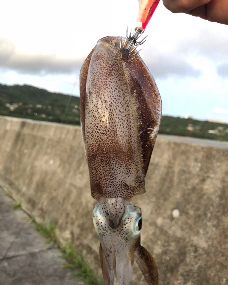 沖縄釣査隊 どーも たーけです 昨日は夜勤明け 時間があったので エギングしてきました そしたら 可愛いイカちゃんget笑 すぐリリース エギング後はリーフ釣りへ 当たりはあるものの のらない 寒すぎたため 天ぷら買って帰宅しました 沖縄釣査隊 どーも たーけです 昨日は夜勤明け 時間があったので エギングしてきました そしたら 可愛いイカちゃんget笑 すぐリリース エギング後はリーフ釣りへ 当たりはあるものの のらない 寒すぎたため 天ぷら買って帰宅しました