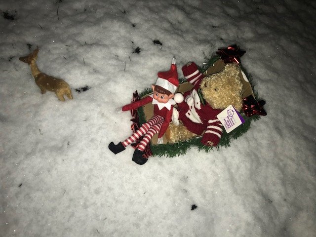 Bromsgrovecen's tweet photo. Bernard has been busy on Wed 13th he was decorating the tree and in the early hours of thismorning 14th he was representing Bromsgrove Central in the 2 man toboggan. He did have a slight crash but good news is so did the others and he went on to win! #12daysofBernard https://t.co/7BcpoWwI8P