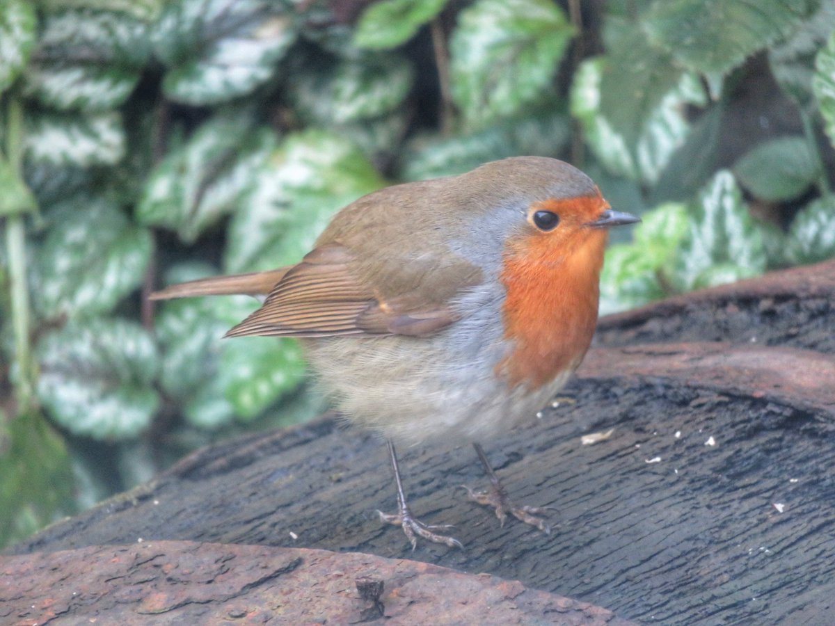 maezymare's tweet photo. Robbie nicely fed on suet pellets I left on the old barrel especially for him. https://t.co/aYKjyKFIPL