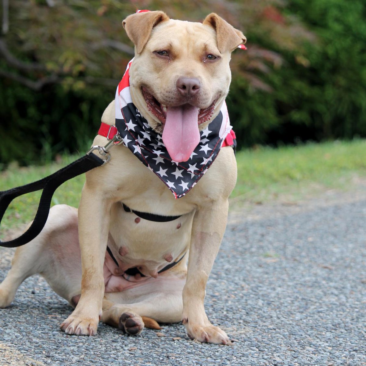 HumaneRescue's tweet photo. #DC friends! Gina has been in foster care since MAY! As her foster says, "she walks like a lady on a leash, doesn’t jump on furniture or people, and is happy to just lay in her bed chewing a toy while she waits for her next walk or car ride with you!" #RT to help find her a home! https://t.co/6M6ChLy2Mi