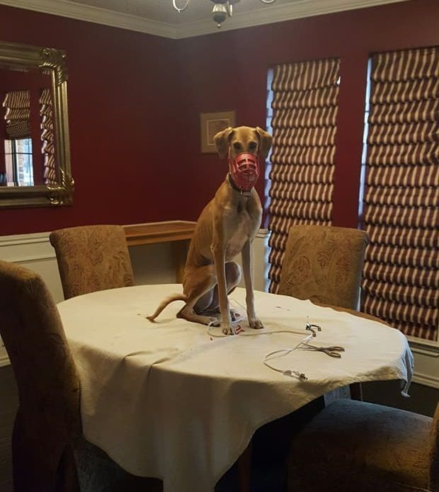 GaltxOrg's tweet photo. Here's a  #ThrowBackThursday look at Doe's, fka Rose, cat testing experience.  We are not at all sure she understood the premise. #cattesting https://t.co/5yV2fPpKZU