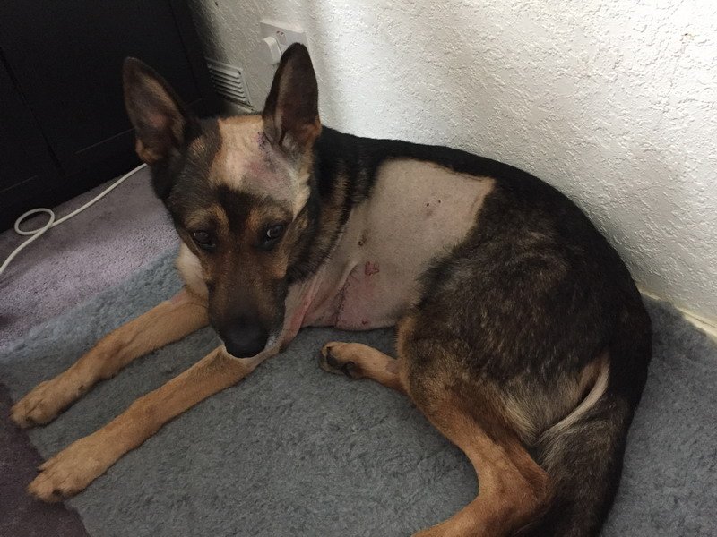 This is Finn the retired #PoliceDog. Last year Finn sustained serious stab wounds to the chest &amp; head whilst protecting PC @Davewardell. The suspect was only charged with criminal damage. Service animals do amazing work &amp; need more protection. RT if you agree #FinnsLaw #TeamFinn