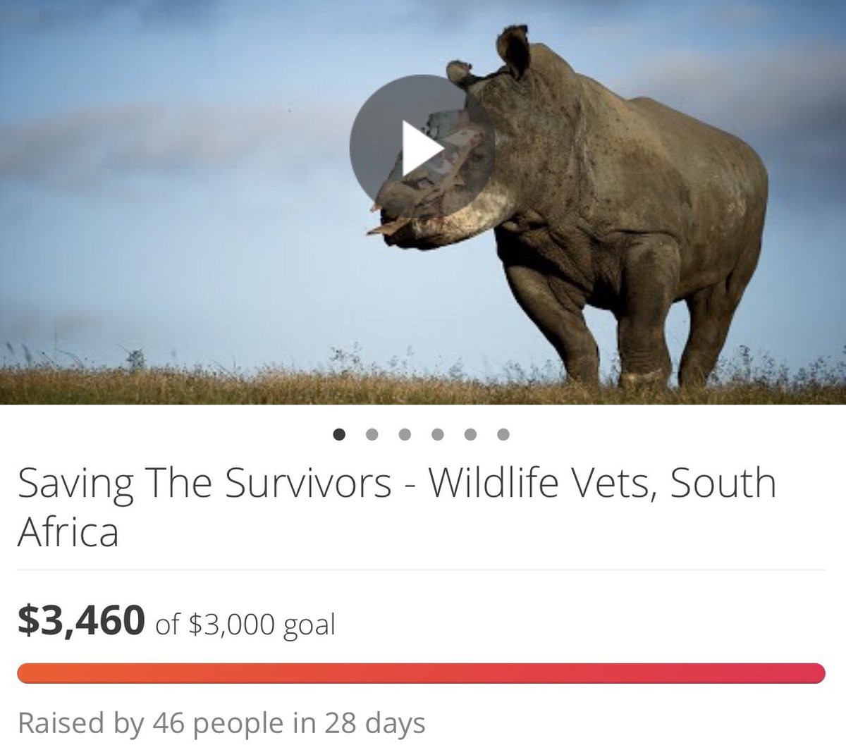 OverAboveAfrica's tweet image. YOU DID IT AGAIN! We've surpassed our goal for @savingthesurvivors ! Thank you! We can't wait to SHOW YOU how your funds will be used! 
 🦏💛