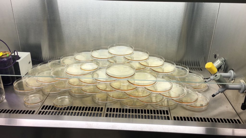 SWI@Spain de <a href="/IDIVALdecilla/">IDIVAL</a> <a href="/IDIVALdireccion/">IDIVAL Direccion</a> en el colegio Esclavas de SANTANDER. Mucha suerte con la caza de #bacterias #AntimicrobialResistance #science #youngscientists #superbugs #cienciaciudadana #Antibióticos #microbiology #microbiologiaambiental