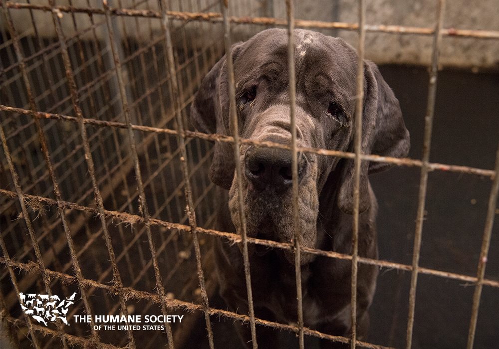 humaneworldorg's tweet photo. Guilty verdict for #NewHampshire breeder who kept Great Danes in deplorable conditions: https://t.co/bAiPDCI6iD https://t.co/RwTFjfNxTj