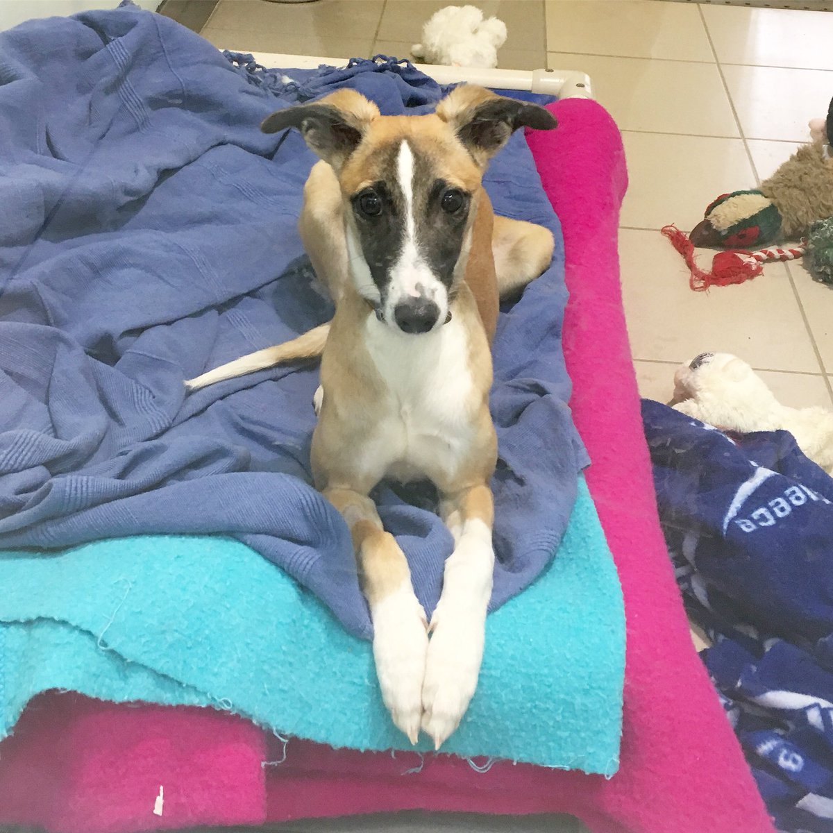 DT_Essex's tweet photo. Is someone coming to take me home soon? 🐶❤️ Behind door 14 of our #adventcalendar is the ridiculously adorable Star 🌟😍#heartmelted #thatlittleface #toomuchcute #thursdaythoughts #ThursdayMotivation #adoptdontshop #adogisforlife @dogstrust https://t.co/UkjyLpxQkB